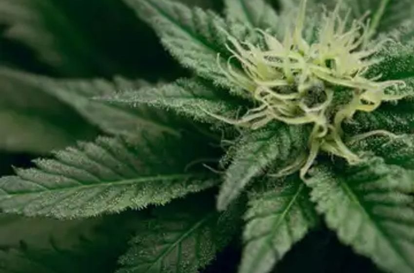  Trying To Make Cannabis SAFER And Save You Money
