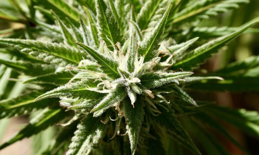  Federal Health Agency Awards $3.2 Million Grant To Study Impact Of Marijuana On Cancer Immunotherapy Treatment