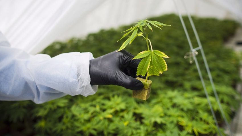 Canadian pot shops struggle amid competition, THC limits