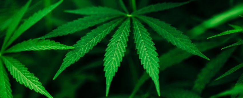  Cannabis Could Be Causing A Rise in Fungal Infections For an Unexpected Reason
