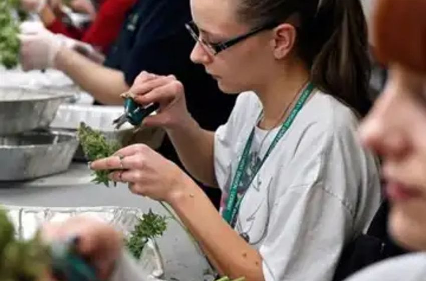  Why small cannabis businesses are at risk if SAFER banking bill passes