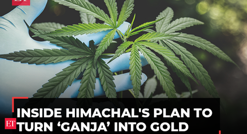  Himachal Pradesh plans to legalise Cannabis: Here’s how it can ‘transform’ the state’s economy