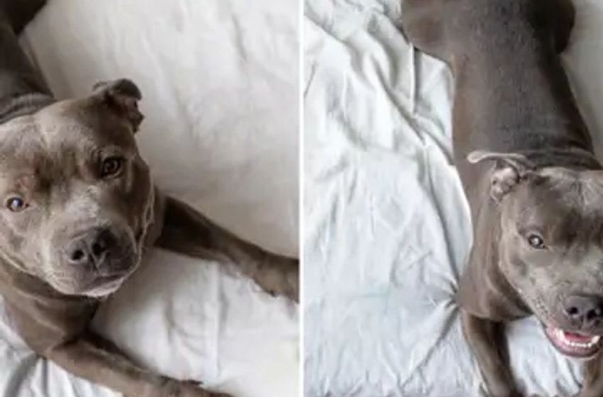  Laughter at dog’s dramatic reaction to having cannabis oil: “Munchies”