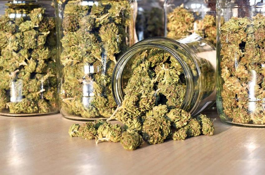  Is cannabis today really much more potent than 50 years ago?
