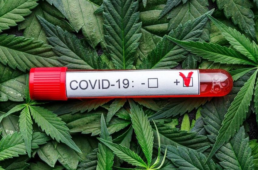  Study Finds Cannabis Users Had Better Covid-19 Outcomes