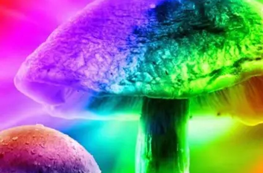  California Gov. Gavin Newsom nixes psychedelic decriminalization and cannabis cafés