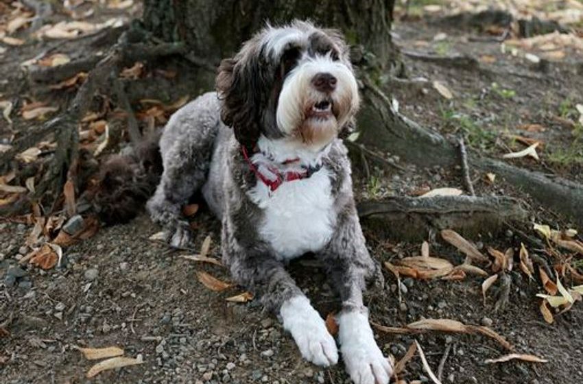  Is your dog high? Here’s how to tell, and what to do next.