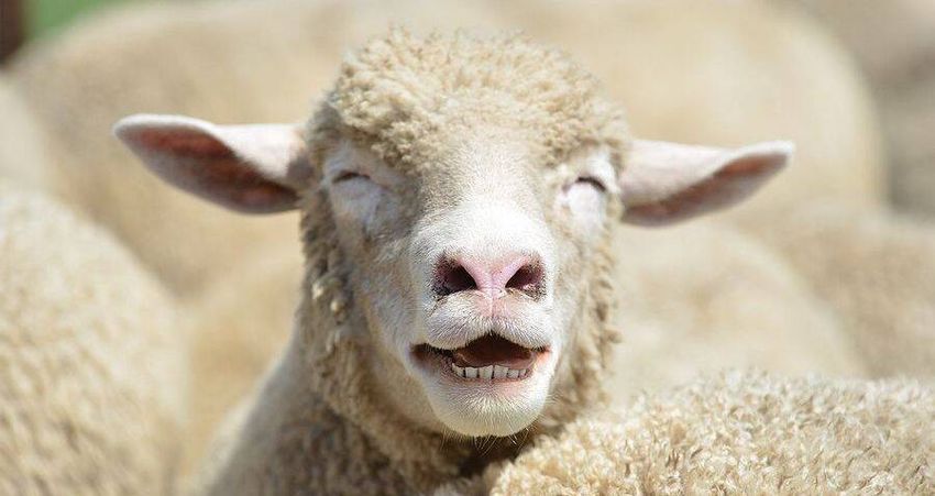  Storm Forces Greek Sheep To Seek Refuge In A Greenhouse — Where They Ate 600 Pounds Of Marijuana