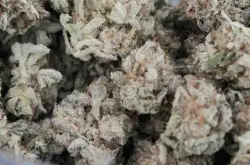  Colorado Dispensaries Have Sold More Than $15 Billion Worth Of Marijuana Since Legalization, Generating $2.5 Billion In Tax Revenue, State Reports