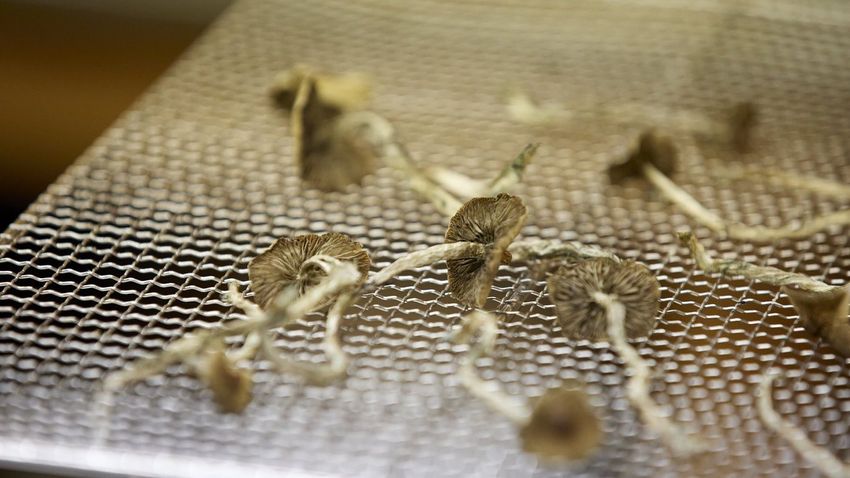  Federal Court ruling sets back health workers seeking psilocybin mushroom access
