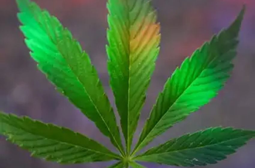  THC vs Big Pharma: Unveiling Nature’s Edge Over Prescription Painkillers