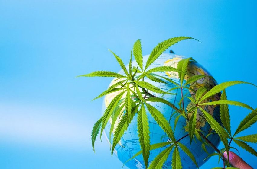Global Legal Weed Market Could Soar To $55 Billion In Five Years