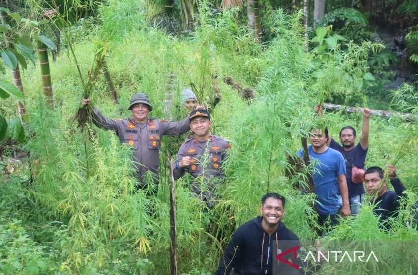  Police find five hectares of cannabis plantation in North Aceh
