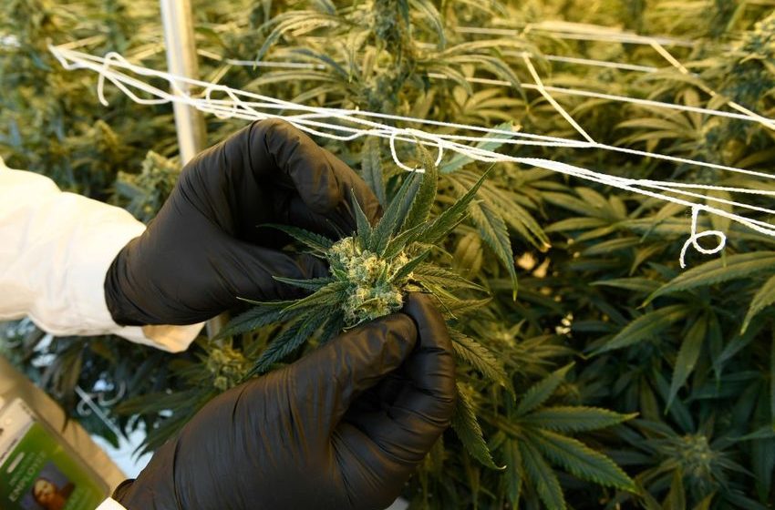  Cannabis home-growing 101: How to harvest your marijuana plants in Colorado