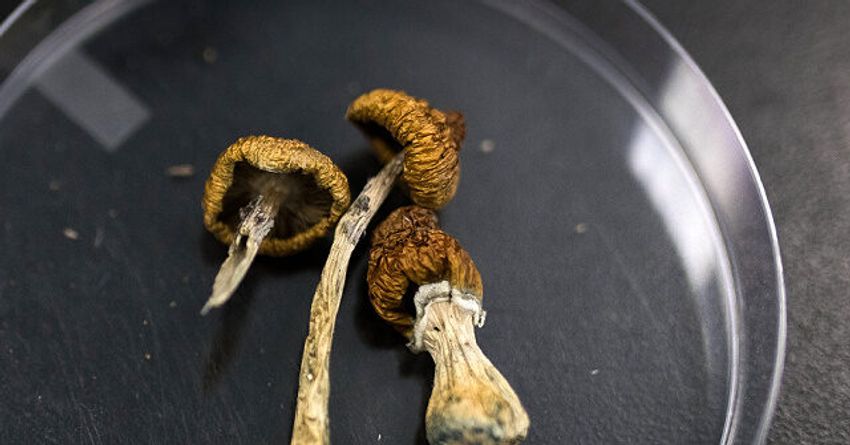  California Gov. Gavin Newsom Vetoes Bill that Would Have Decriminalized Psychedelic Mushrooms