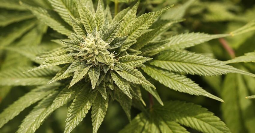 $10M DEED loan for proposed Grand Rapids cannabis plant not a sure thing