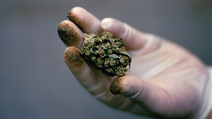 White Rhino. Dr. Gonzo. Cannabis names reveal more than you think