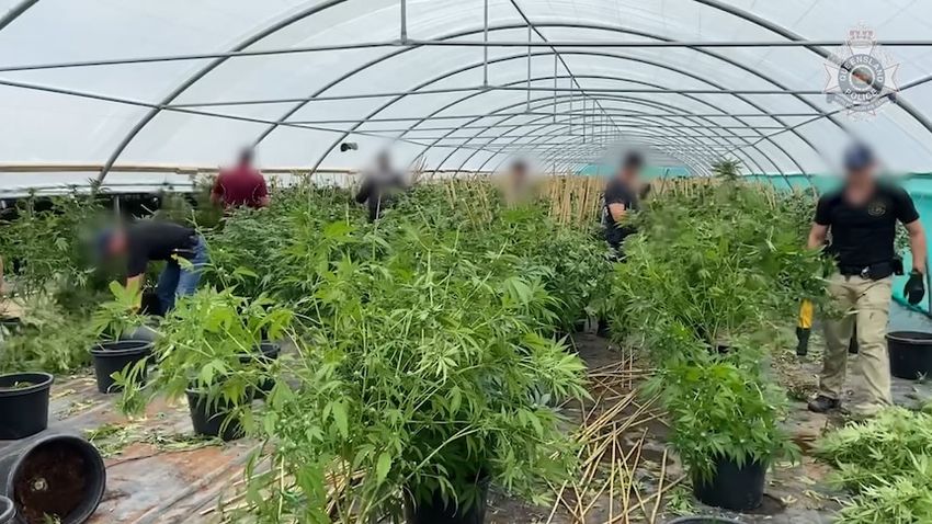 NSW man fronts Queensland court over ‘sophisticated’ 14-tonne cannabis crop