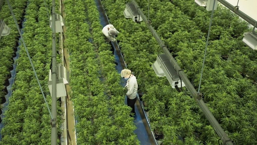  Shut down, sold off, and bankrupt: the legal cannabis gold rush in Canada is over. We’re all quite stoned enough, thanks very much [Obvious]