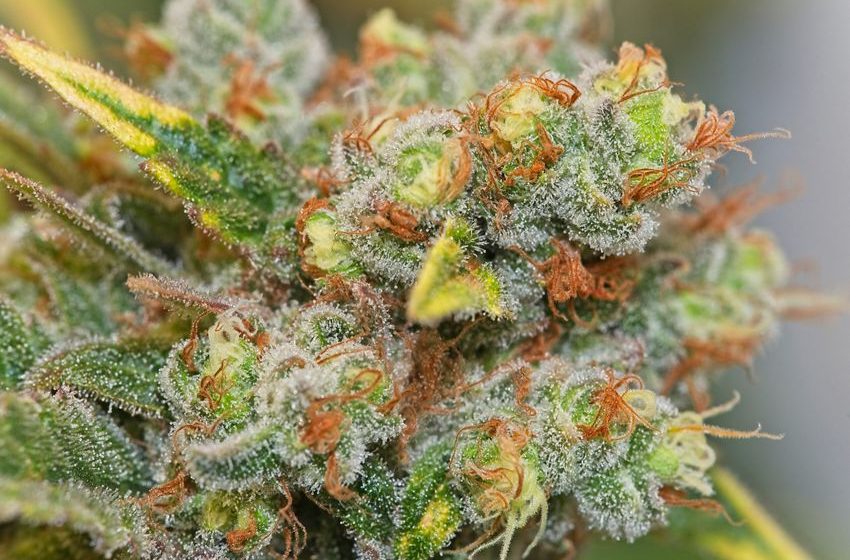  Weed Strain of the Week: Dr. Quantum