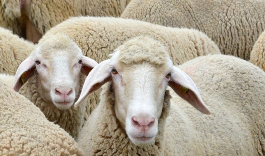  Sheep’s high adventure: Flock devours 100 kg of cannabis in Greece