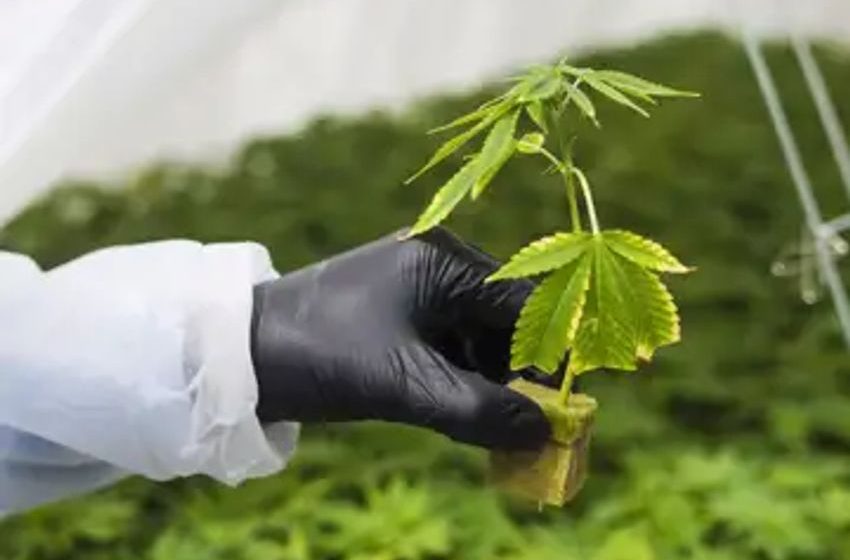  The early promise of legal cannabis in Canada has gone up in smoke. Five years in, how much is the sector worth?