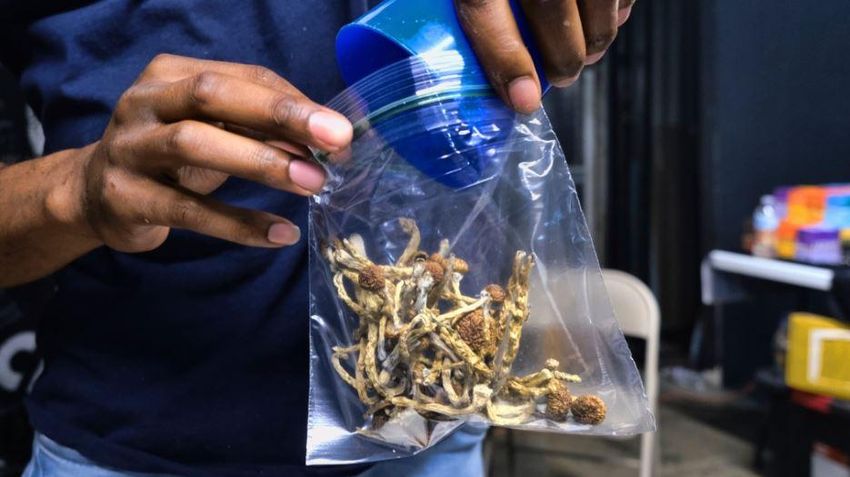  Federal Court ruling sets back health workers seeking psilocybin mushroom access