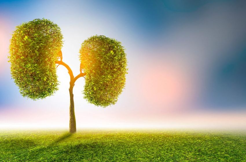  Study: Cannabis Use Associated With Lower Kidney Stone Risk in Male Users