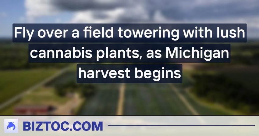  Fly over a field towering with lush cannabis plants, as Michigan harvest begins