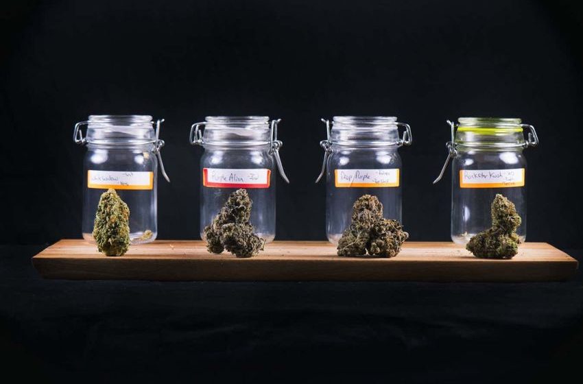  Marijuana as medicine: Everything you need to know