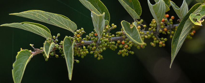 Scientists Find Cannabis Compound Inside Totally Different Plant