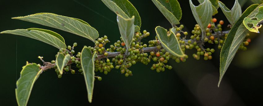  Scientists Find Cannabis Compound Inside Totally Different Plant