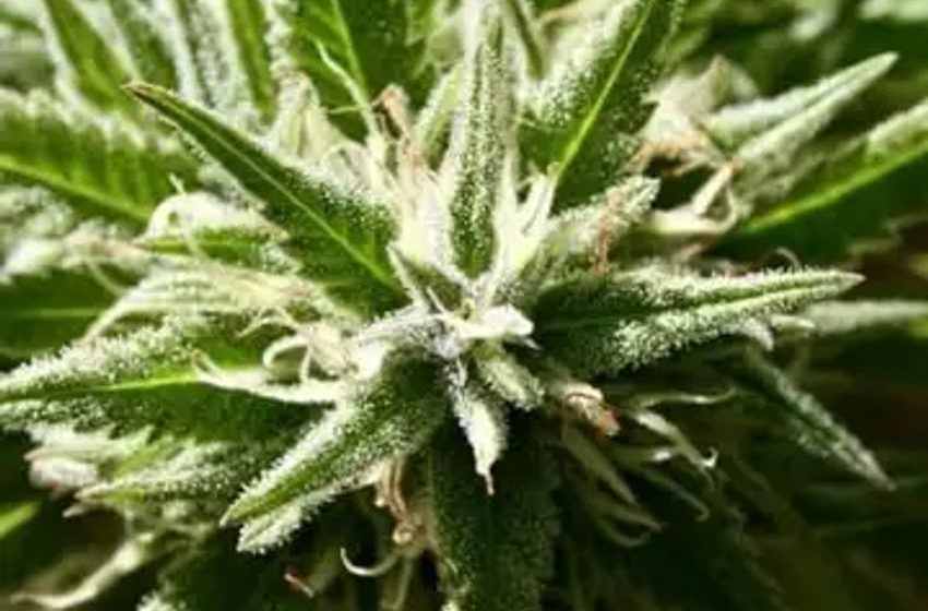  Federal Reserve Bank Says States With Legal Marijuana See ‘Broadly Distributed’ Economic Boost But Also Bump In ‘Social Costs’