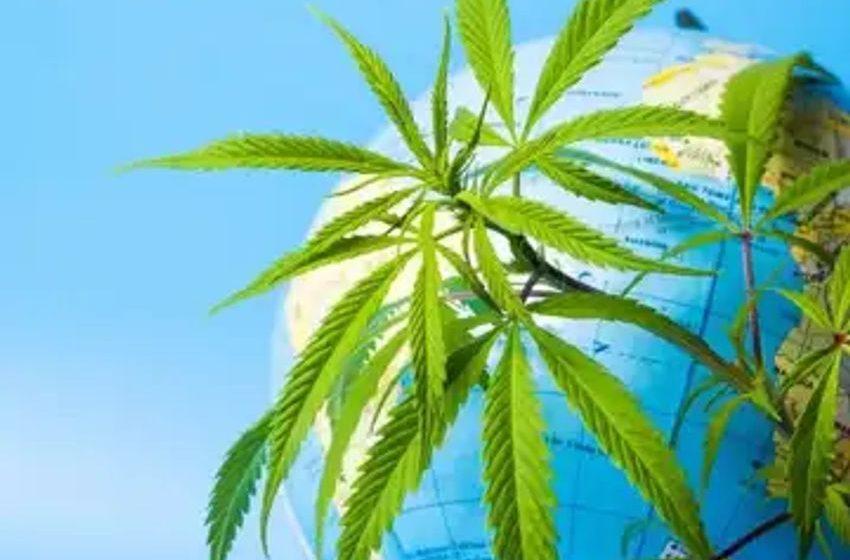  Report: Global Cannabis Market Worth $57 Billion, to Grow to $444 Billion by 2030