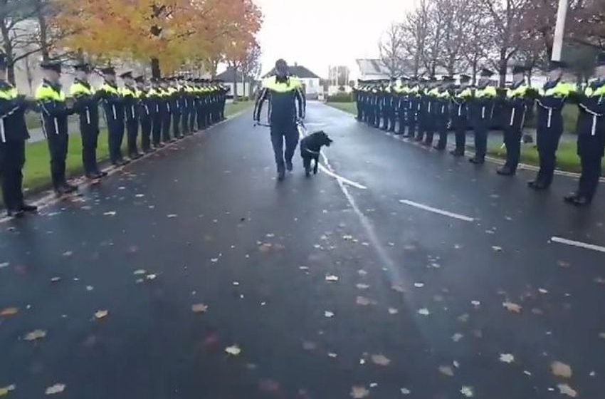  Laser the Garda sniffer dog receives guard of honour as he retires after 12 years of loyal service