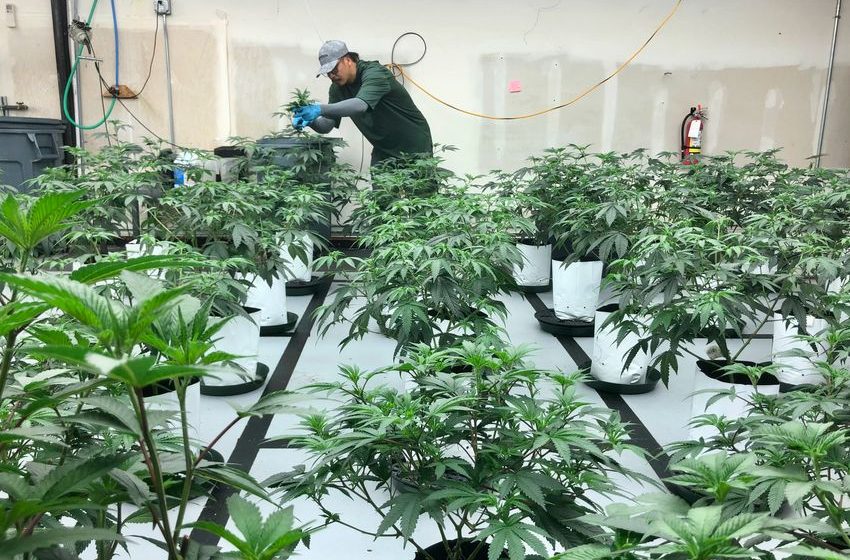 USDA is giving some farmers an ultimatum: Grow hemp or marijuana