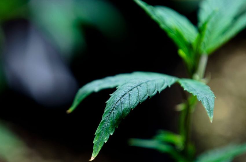 Ohio voters approve ballot proposal legalizing recreational marijuana use