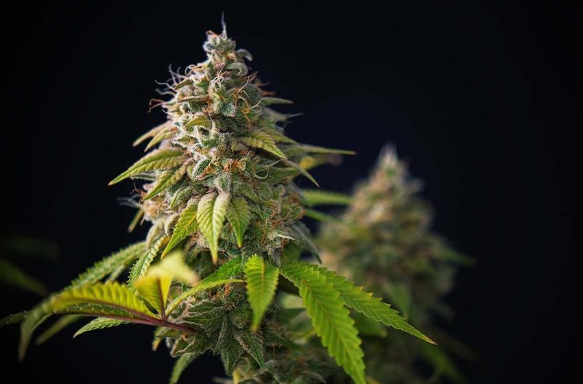  Mysterious cannabis-induced vomiting syndrome is on the rise