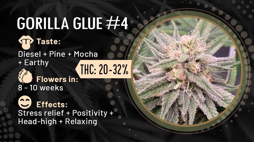  Discover the Top Strongest Female Cannabis Seeds to Grow in 2024