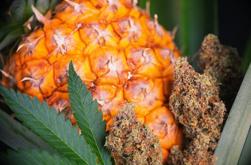  Weed Strain of the Week: Pineapple Upside Down Cake