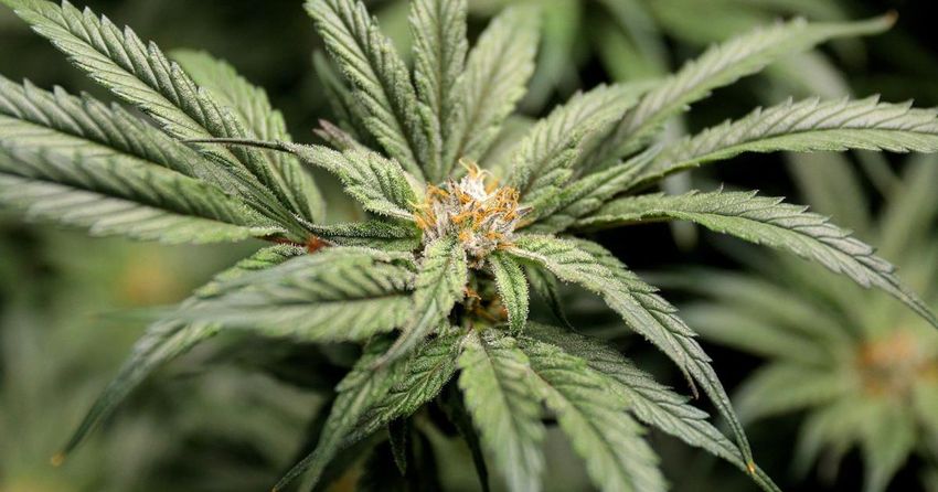 Missouri revokes license for Franklin County-based cannabis products manufacturer
