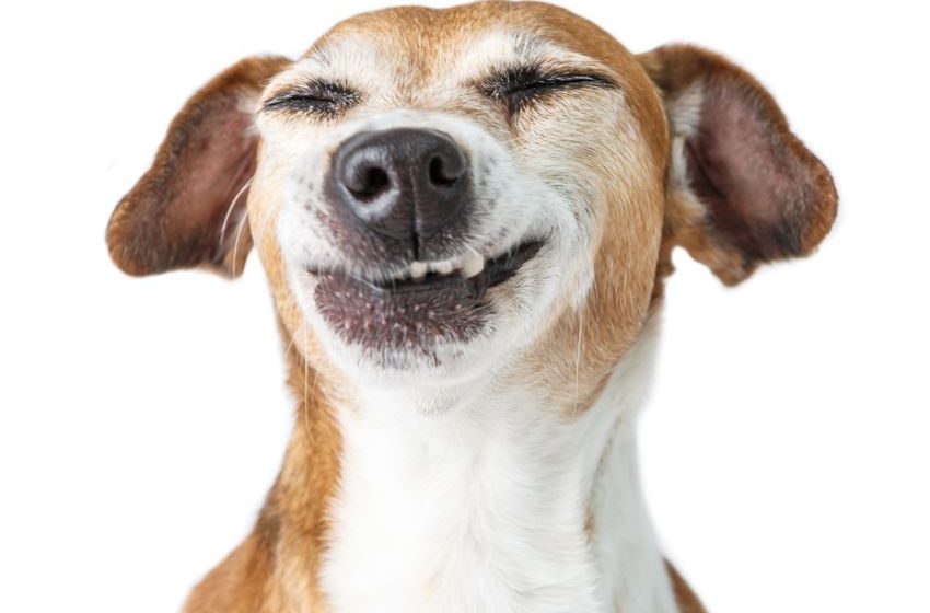  If you get your dog high on marijuana, you might be a redneck, but you’re not a criminal in Illinois [Weird]