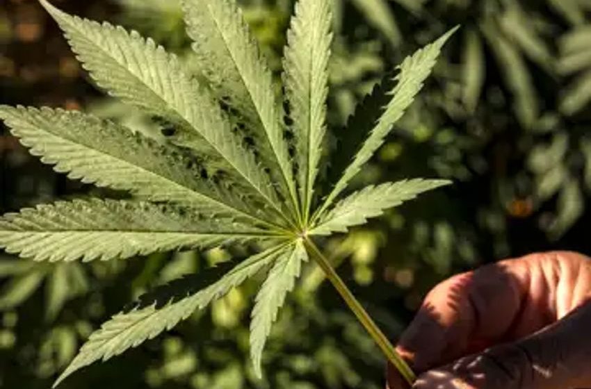  Rescheduling Cannabis Would Be a Broken Promise