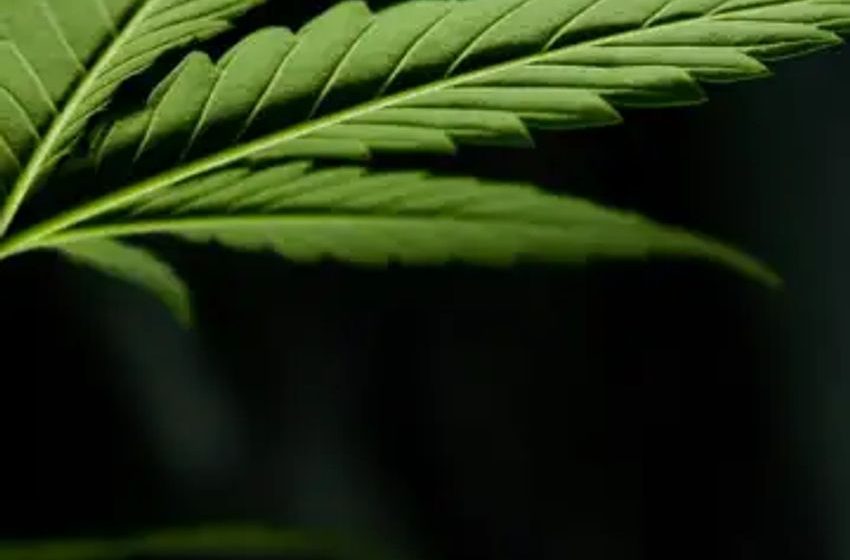  Third-Quarter Earnings Highlight Distinct Pathways For U.S. Cannabis Operators