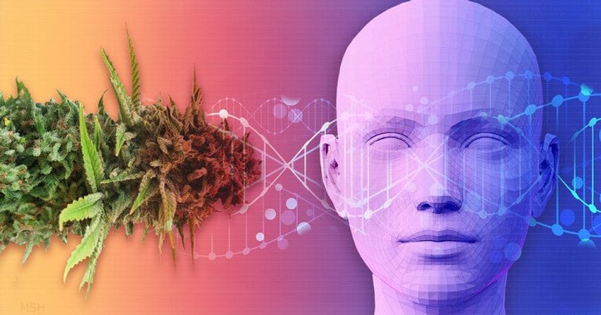  Genomic study links cannabis abuse to multiple health problems