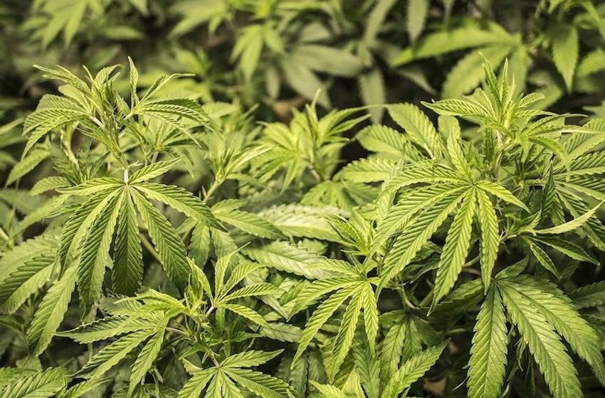  Pandemic isolation drove man caught with cannabis to develop weed addiction, court told