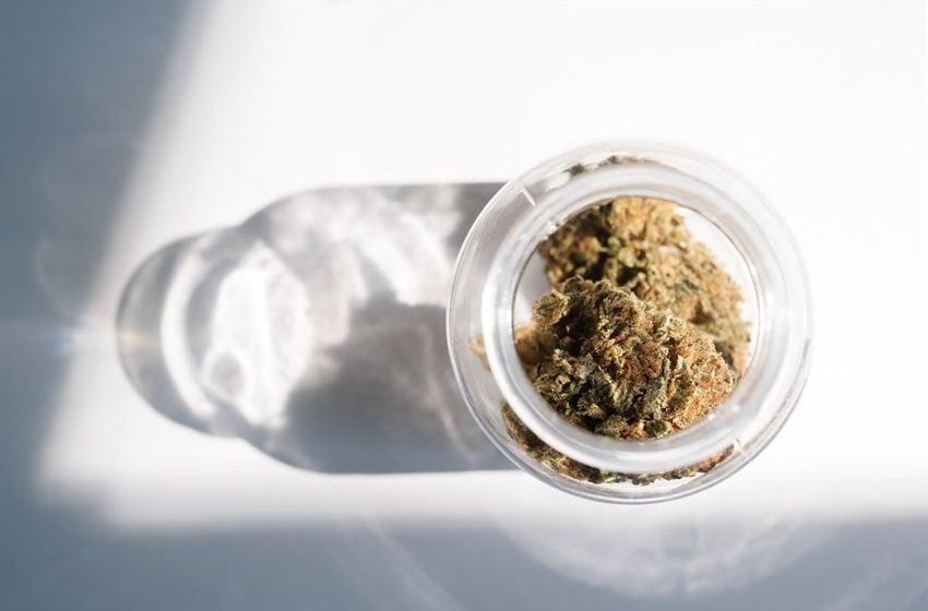  News24 | SA cannabis firm hires senior citizens – and says they’re perfect for the job