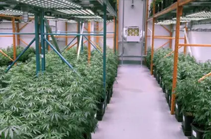  BAT increasing its stake in Organigram with $124.6-million investment