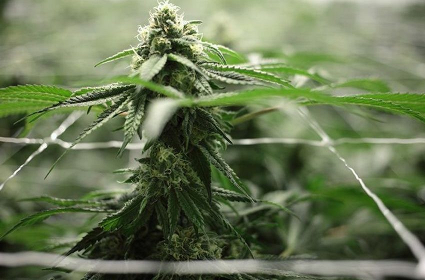  Marijuana use could lead to heart attack, heart failure, or stroke