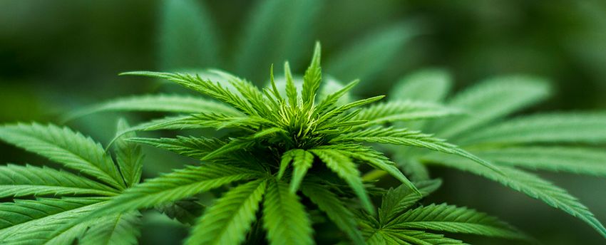  A New Cannabis Compound Discovery Explains Its Distinctive Aromas